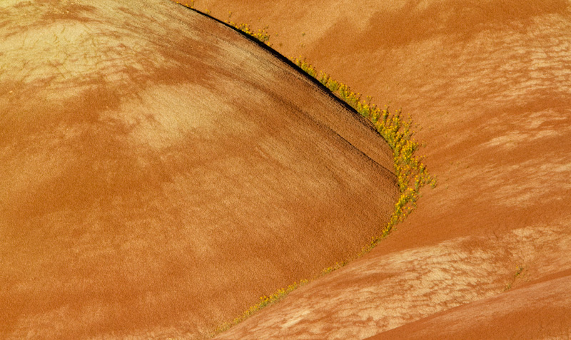 Flowers And Badlands